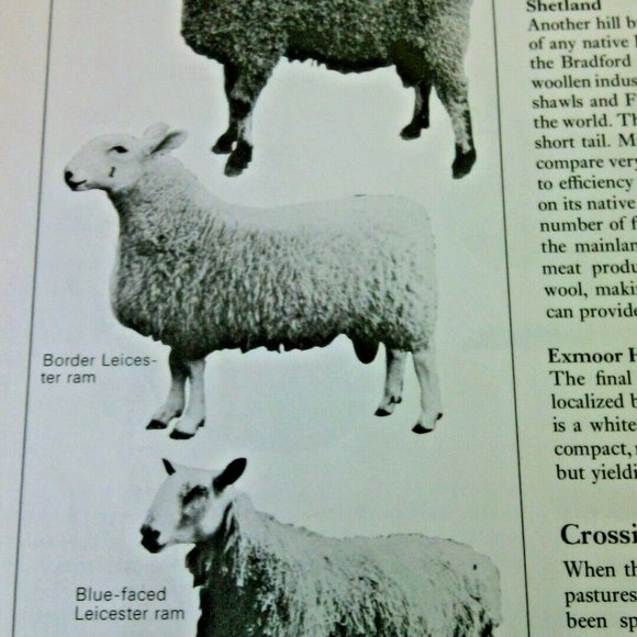 Livestock Farm Guide Keeping Animals Complete Book Poultry Hobby Housing Raising - Picture 4 of 16